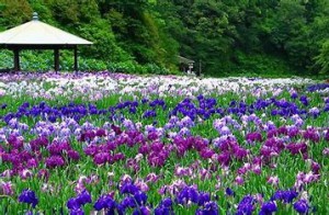 花菖蒲　公園